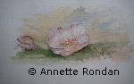 Annette Rondan peintre experte en Aquarellescélèbre pour ses Fleurs